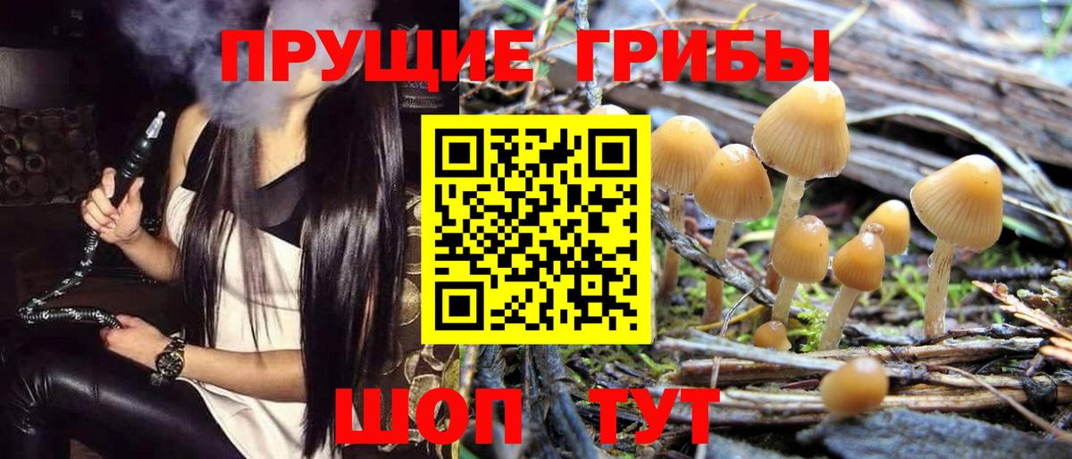 Галлюциногенные грибы Psilocybe Гуково